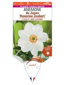 ANEMONE x hybrida Honorine Joubert voir Anémone du Japon