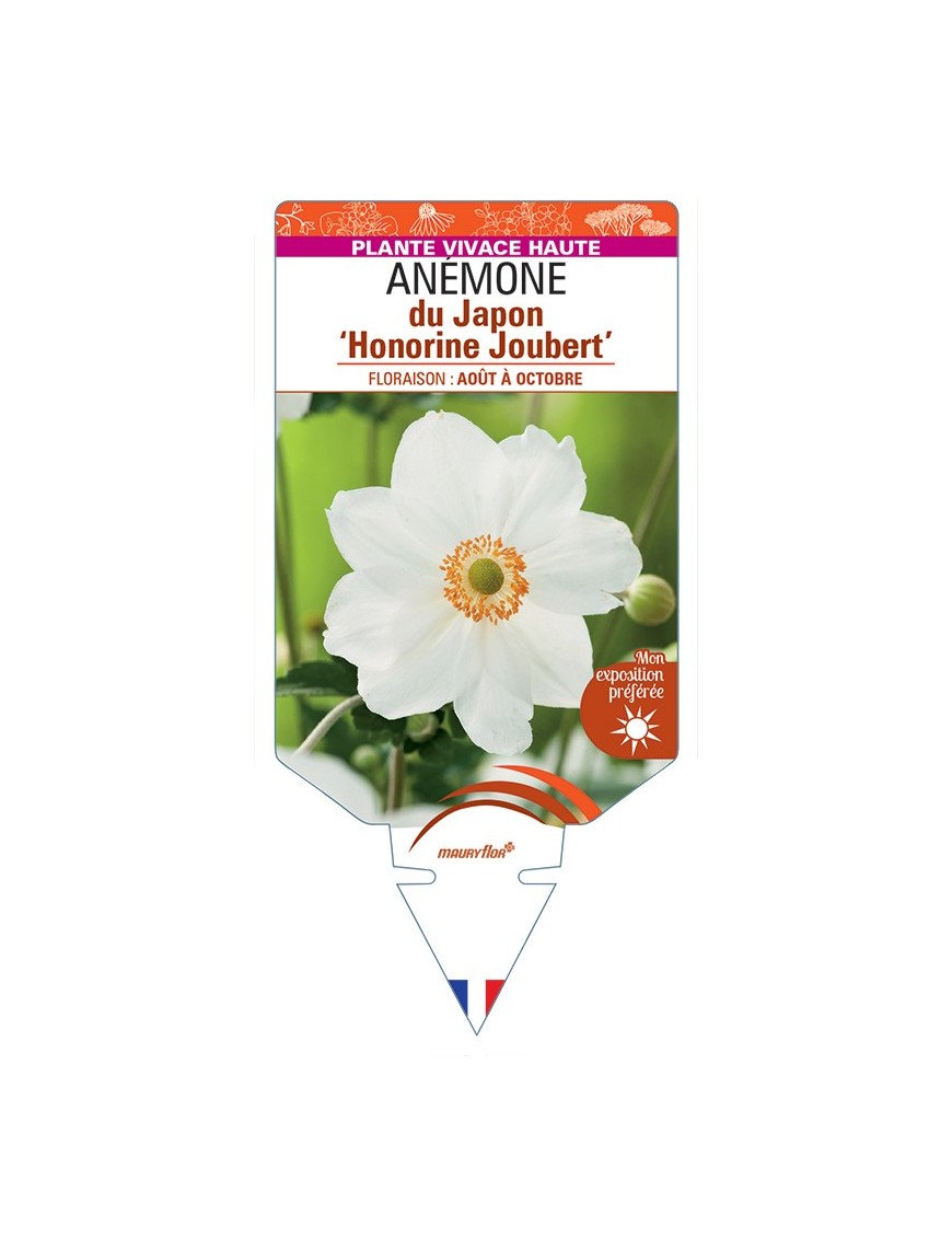 ANEMONE x hybrida Honorine Joubert voir Anémone du Japon