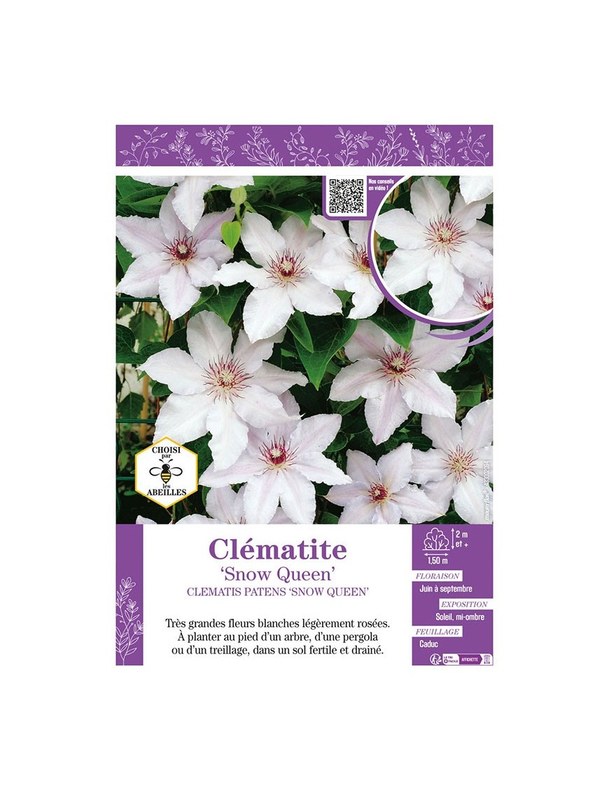 CLÉMATITE SNOW QUEEN