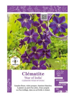 CLÉMATITE STAR OF INDIA