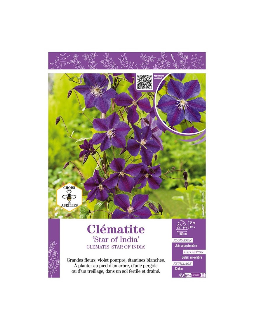 CLÉMATITE STAR OF INDIA