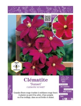 CLÉMATITE SUNSET