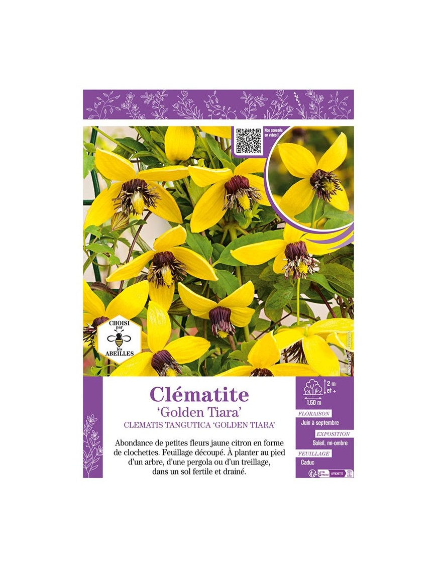 CLÉMATITE TANGUTICA GOLDEN TIARA