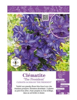 CLÉMATITE THE PRESIDENT
