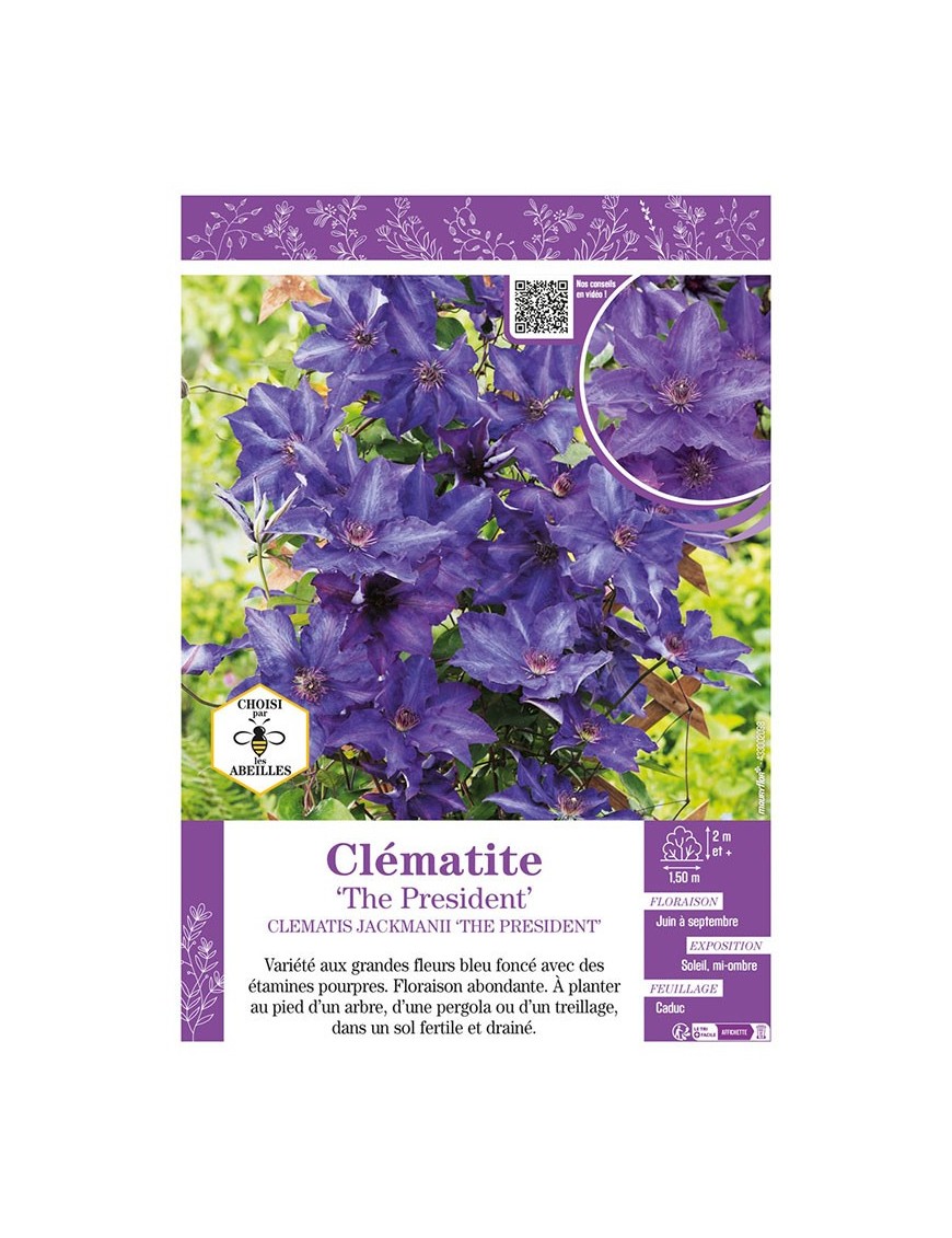 CLÉMATITE THE PRESIDENT