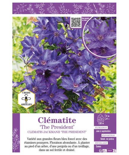 CLÉMATITE THE PRESIDENT