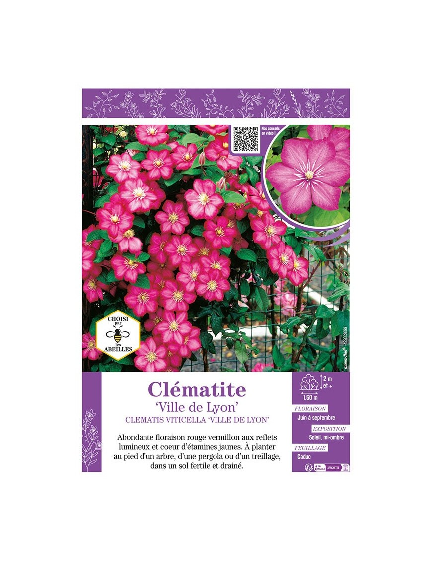 CLÉMATITE VILLE DE LYON