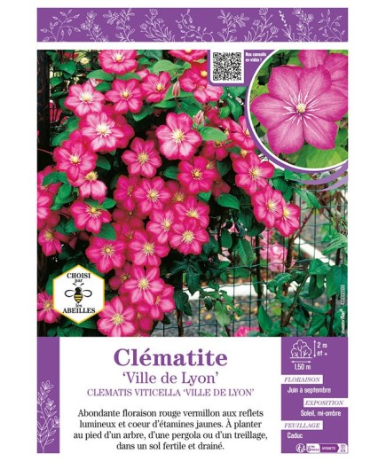 CLÉMATITE VILLE DE LYON