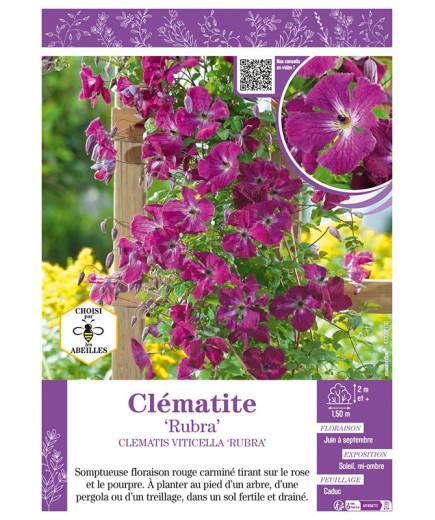 CLÉMATITE VITICELLA RUBRA
