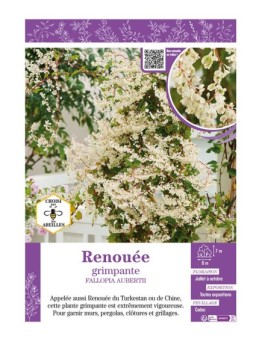 FALLOPIA AUBERTII voir RENOUÉE GRIMPANTE