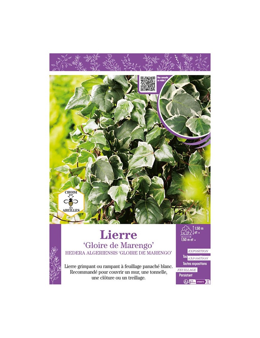 HEDERA ALGERIENSIS GLOIRE DE MARENGO voir LIERRE