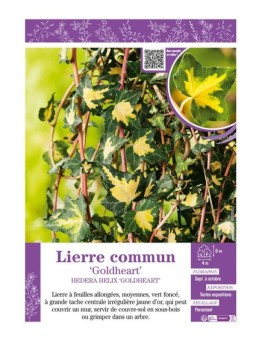 HEDERA HELIX GOLDHEART voir LIERRE COMMUN