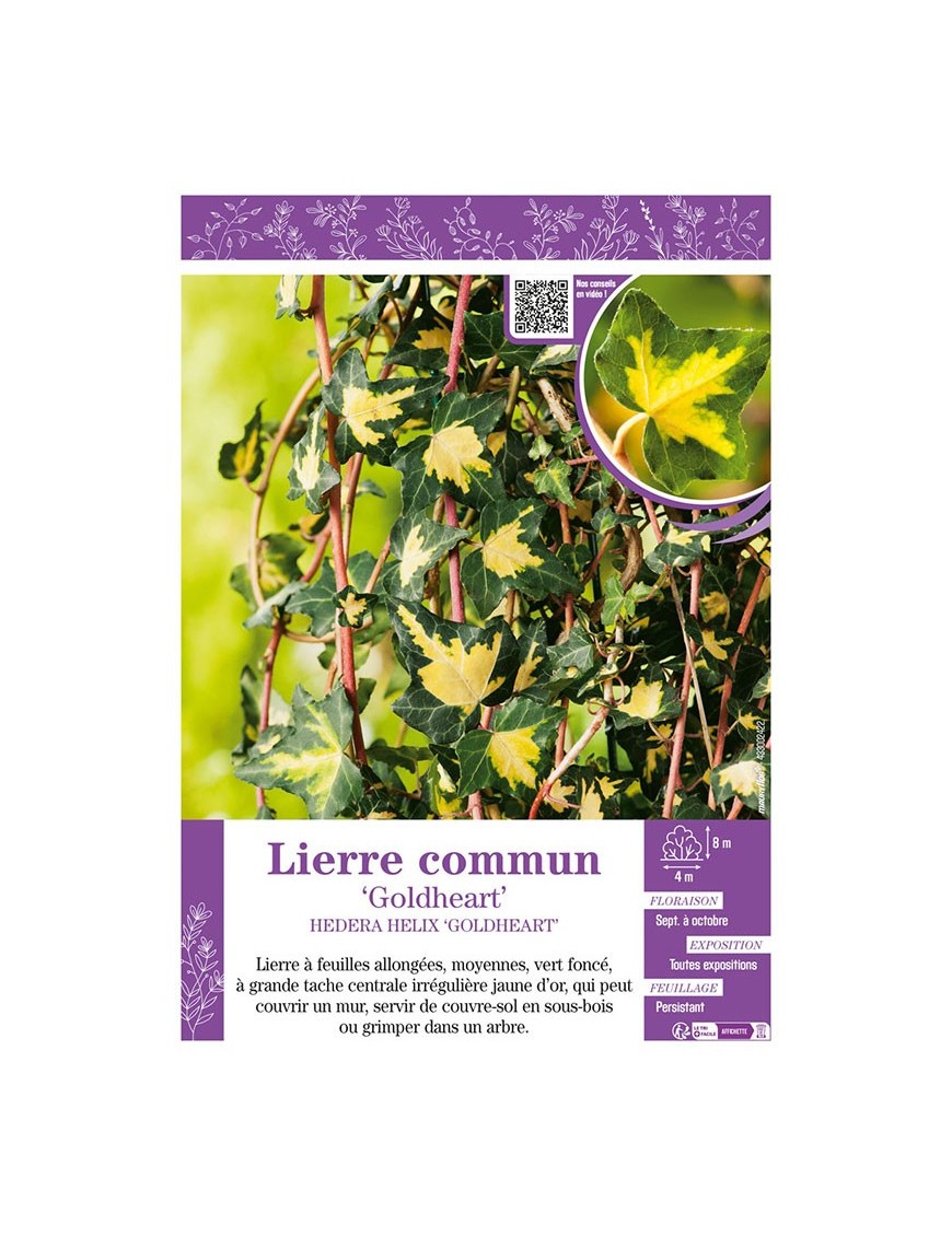 HEDERA HELIX GOLDHEART voir LIERRE COMMUN
