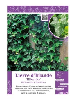 HEDERA HELIX HIBERNICA voir LIERRE D'IRLANDE