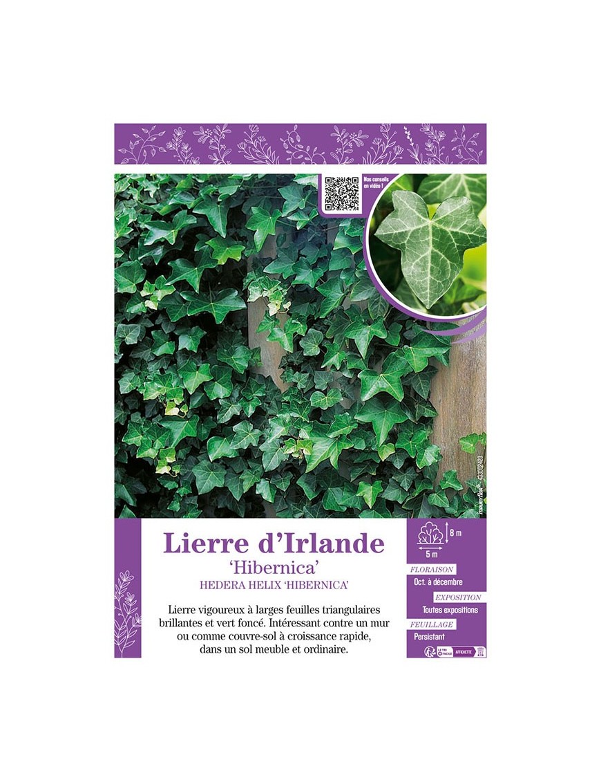 HEDERA HELIX HIBERNICA voir LIERRE D'IRLANDE