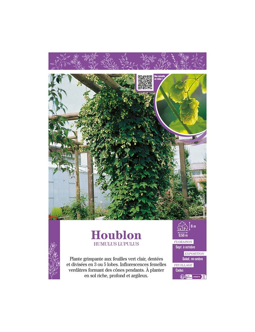 HUMULUS LUPULUS voir HOUBLON