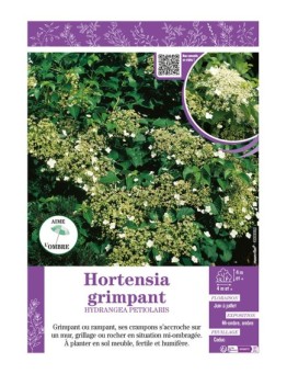 HYDRANGEA PETIOLARIS voir HORTENSIA GRIMPANT