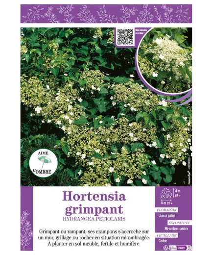 HYDRANGEA PETIOLARIS voir HORTENSIA GRIMPANT
