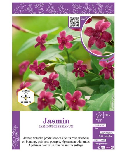 JASMINUM BEESIANUM voir JASMIN (rose)