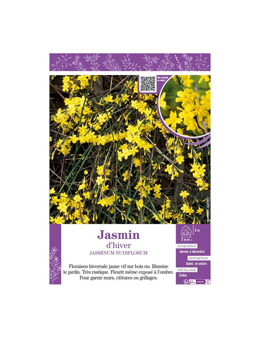 JASMINUM NUDIFLORUM voir JASMIN D'HIVER