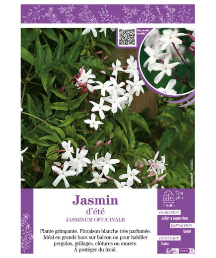 JASMINUM OFFICINALE voir JASMIN D'ÉTÉ