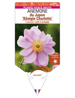 ANEMONE x hybrida Königin Charlotte voir Anémone du Japon