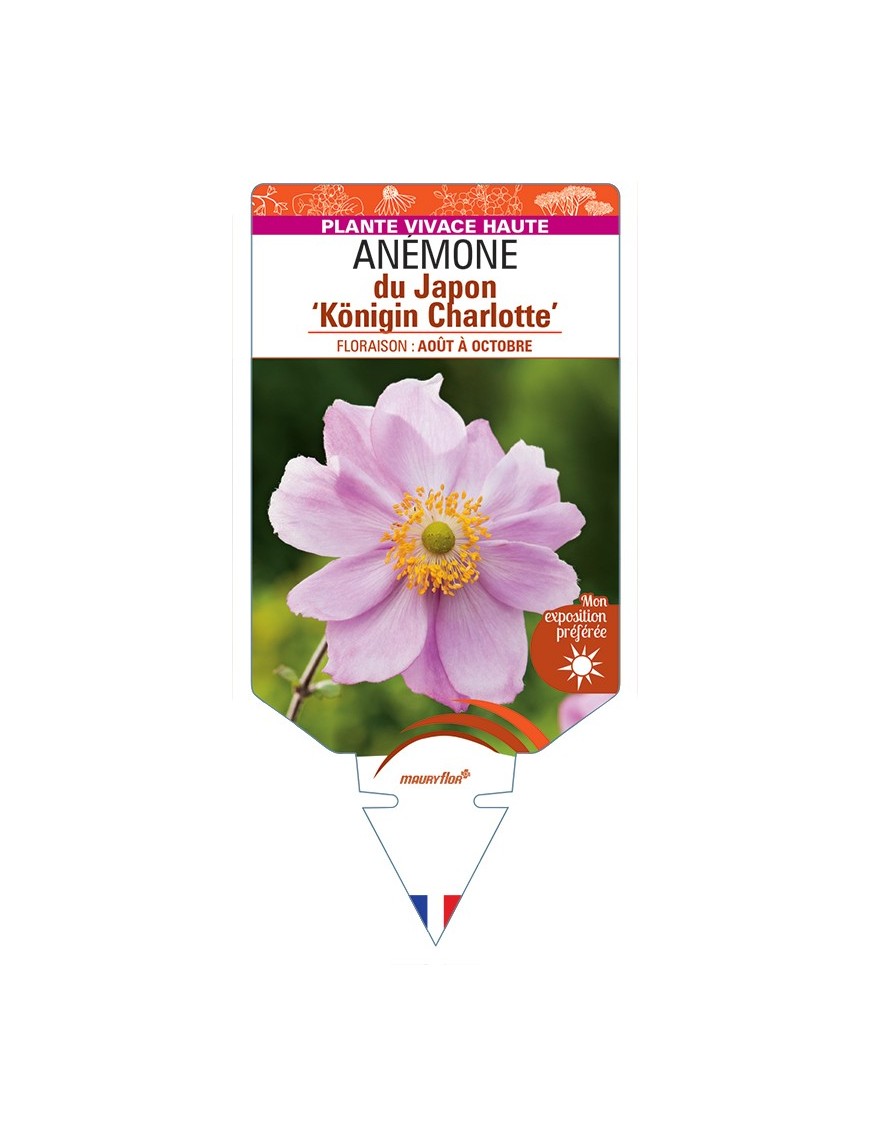 ANEMONE x hybrida Königin Charlotte voir Anémone du Japon