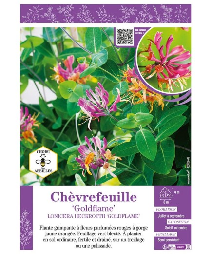 LONICERA HECKROTTII GOLDFLAME voir CHÈVREFEUILLE