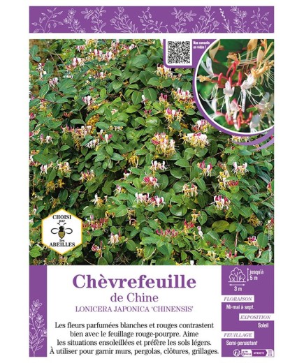LONICERA JAPONICA CHIINENSIS voir CHÈVREFEUILLE DE CHINE