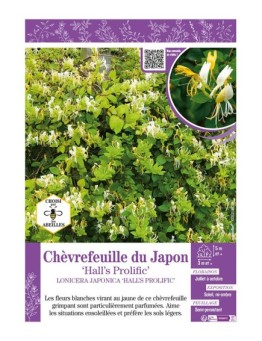 LONICERA JAPONICA HALL'S PROLIFIC voir CHÈVREFEUILLE DU JAPON