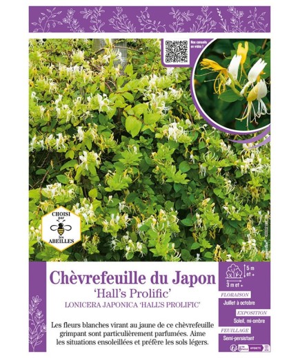 LONICERA JAPONICA HALL'S PROLIFIC voir CHÈVREFEUILLE DU JAPON
