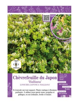 LONICERA JAPONICA HALLIANA voir Chèvrefeuille du Japon