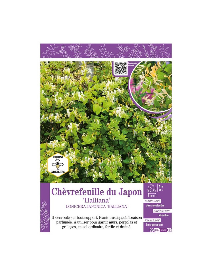 LONICERA JAPONICA HALLIANA voir Chèvrefeuille du Japon