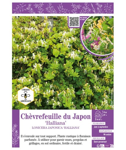 LONICERA JAPONICA HALLIANA voir Chèvrefeuille du Japon