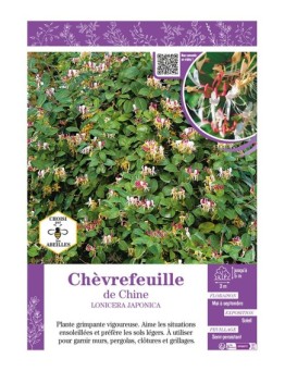 LONICERA JAPONICA voir Chèvrefeuille de Chine
