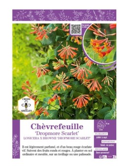 LONICERA X BROWNII DROPMORE SCARLET voir CHÈVREFEUILLE