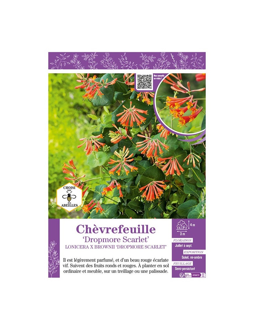 LONICERA X BROWNII DROPMORE SCARLET voir CHÈVREFEUILLE