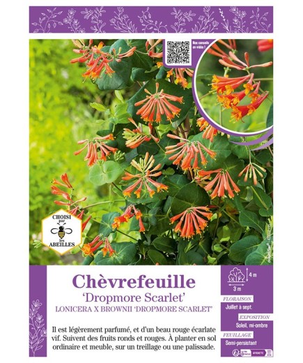 LONICERA X BROWNII DROPMORE SCARLET voir CHÈVREFEUILLE