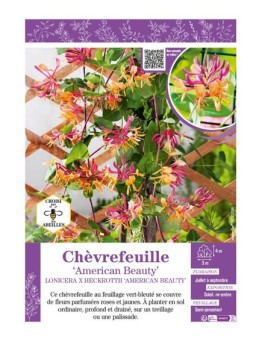LONICERA X HECKROTTII AMERICAN BEAUTY voir CHÈVREFEUILLE