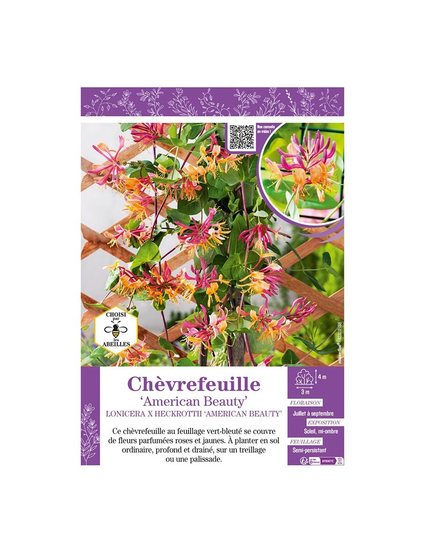 LONICERA X HECKROTTII AMERICAN BEAUTY voir CHÈVREFEUILLE
