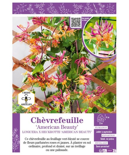 LONICERA X HECKROTTII AMERICAN BEAUTY voir CHÈVREFEUILLE