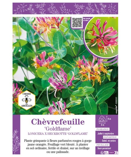 LONICERA X HECKROTTII GOLDFLAME voir CHÈVREFEUILLE