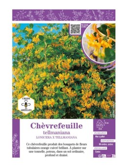 LONICERA X TELLMANIANA voir CHÈVREFEUILLE