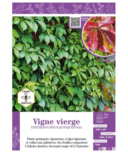 PARTHENOCISSUS QUINQUEFOLIA voir VIGNE VIERGE