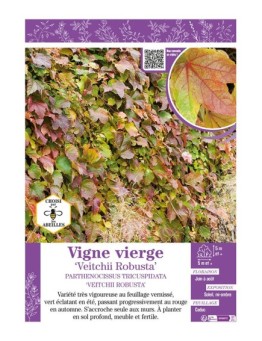 PARTHENOCISSUS TRICUSPIDATA VEITCHII ROBUSTA voir VIGNE VIERGE