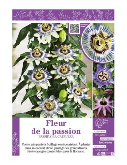 PASSIFLORA CAERULEA voir FLEUR DE LA PASSION (varié)