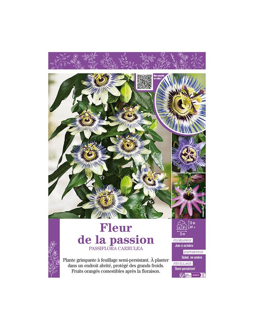 PASSIFLORA CAERULEA voir FLEUR DE LA PASSION (varié)