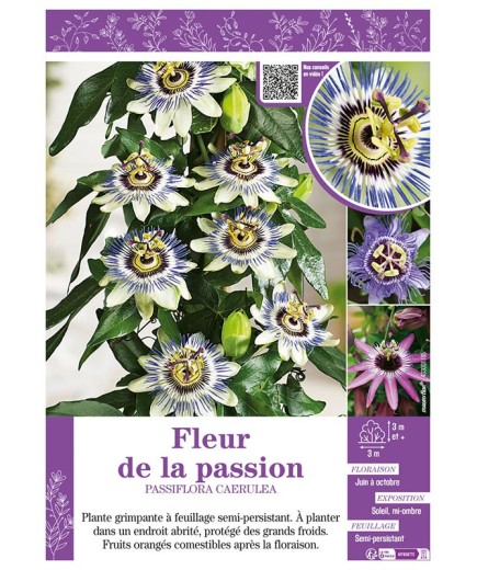 PASSIFLORA CAERULEA voir FLEUR DE LA PASSION (varié)