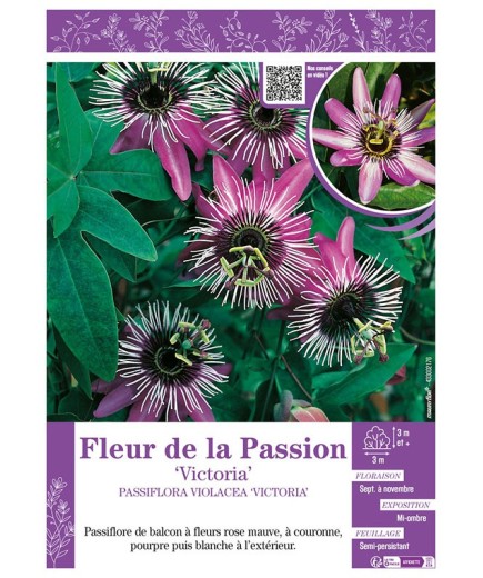 PASSIFLORA VIOLACEA VICTORIA voir FLEUR DE LA PASSION