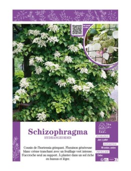 SCHIZOPHRAGMA HYDRANGEOIDES